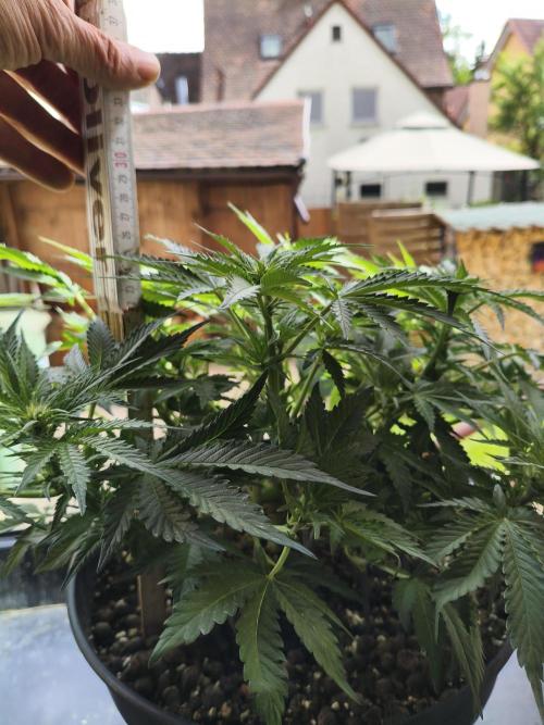 AmnesiaHaze. Week 7