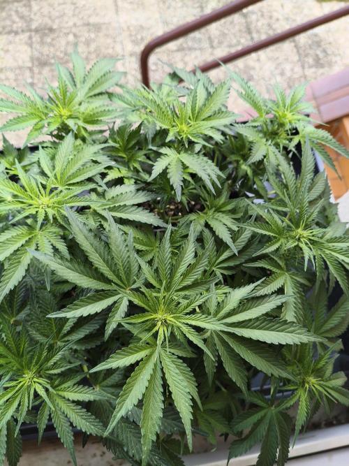 Amnesia Haze Automatic. Week 7