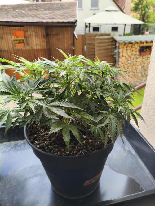 AmnesiaHaze. Week 7 - 14.05.