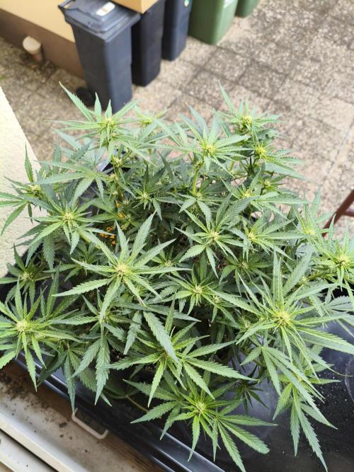 Jack Herer Auto. Week 7