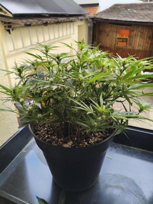 JackHerer. Week 7 - 14.05.
