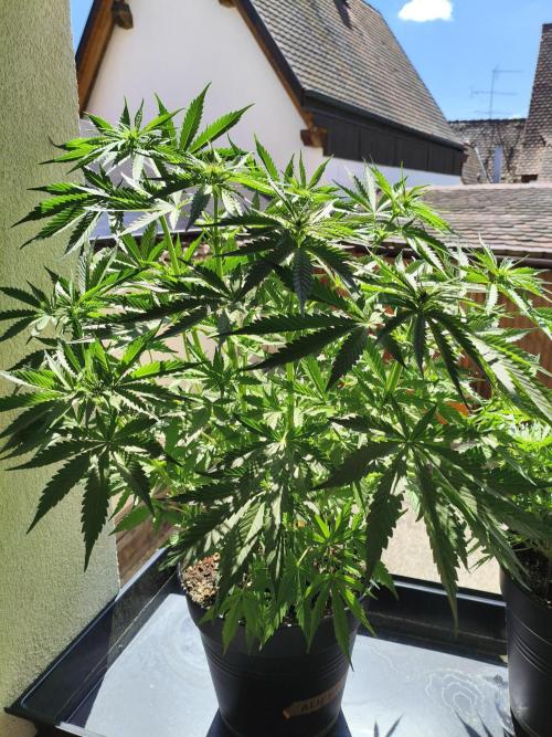 AlienzAuto. Week 7 - 22.05.