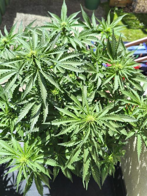 AmnesiaHaze. Week 8