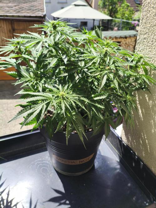 AmnesiaHaze. Week 8 - 22.05.