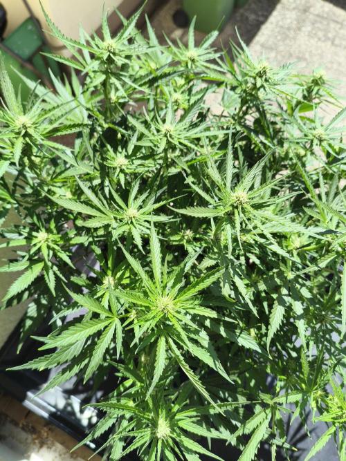 JackHerer. Week 8