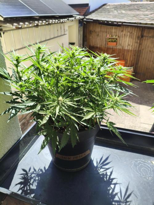 JackHerer. Week 8 - 22.05.