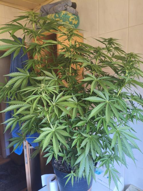 P2500. Week 8