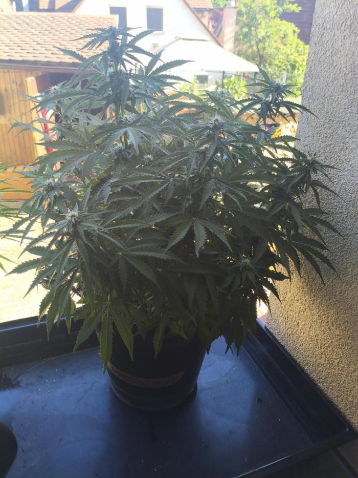 AmnesiaHaze. Week 9