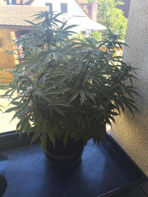 Amnesia Haze Automatic. Week 9