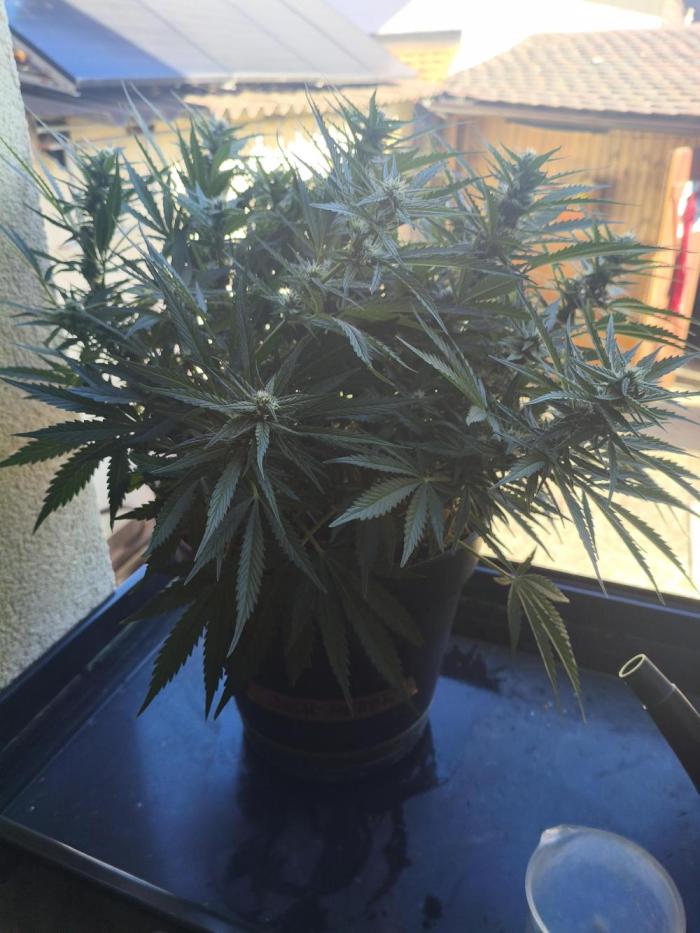 JackHerer. Week 9