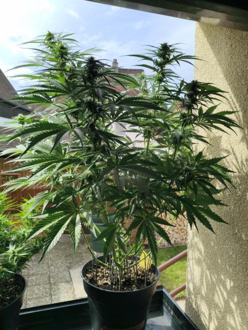 AlienzAuto. Week 9 - before
