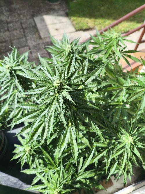 AmnesiaHaze. Week 10