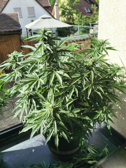 AmnesiaHaze. Week 10 - before