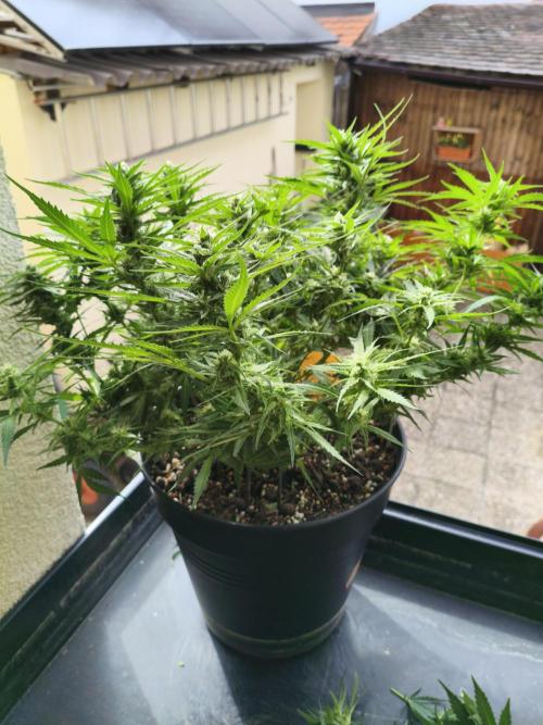 JackHerer. Week 10 - after 04.06.