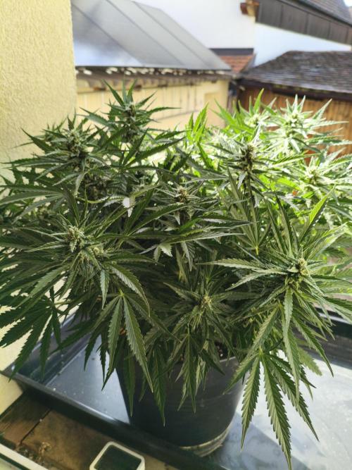 JackHerer. Week 10 - before