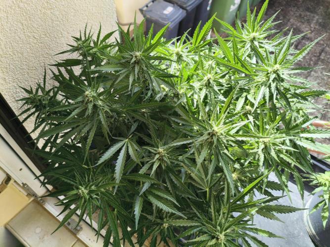 JackHerer. Week 10