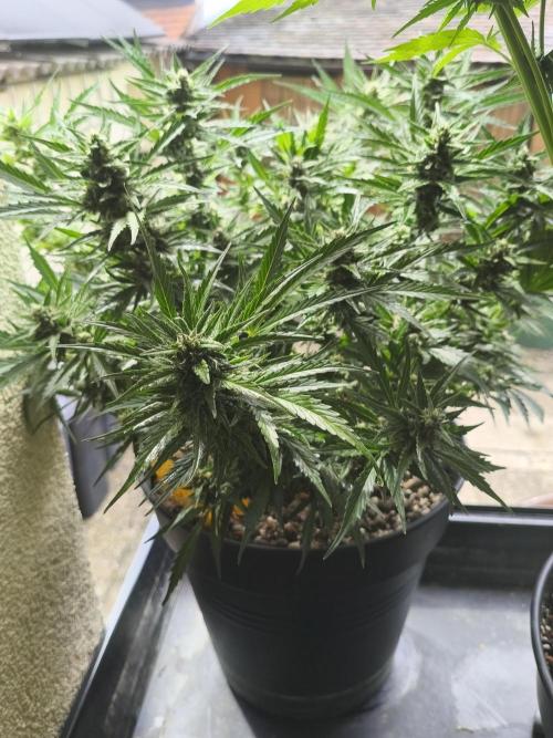 JackHerer. Week 11 - 11.06.
