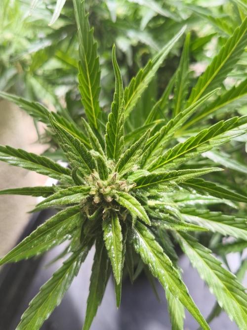 JackHerer. Week 11