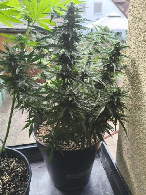 AmnesiaHaze. Week 11 - 11.06.