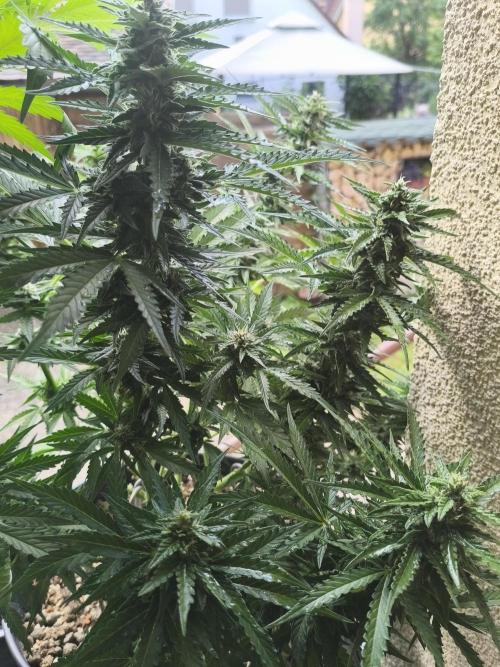 AmnesiaHaze. Week 11