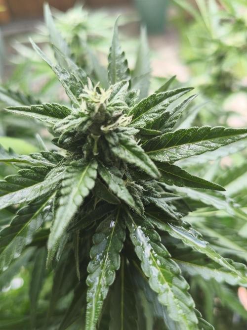 AmnesiaHaze. Week 11