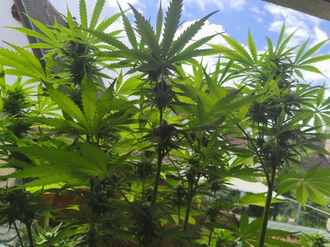 AlienzAuto. Week 10 - 11.06.