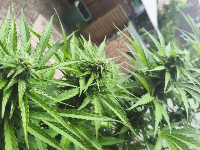 AlienzAuto. Week 10
