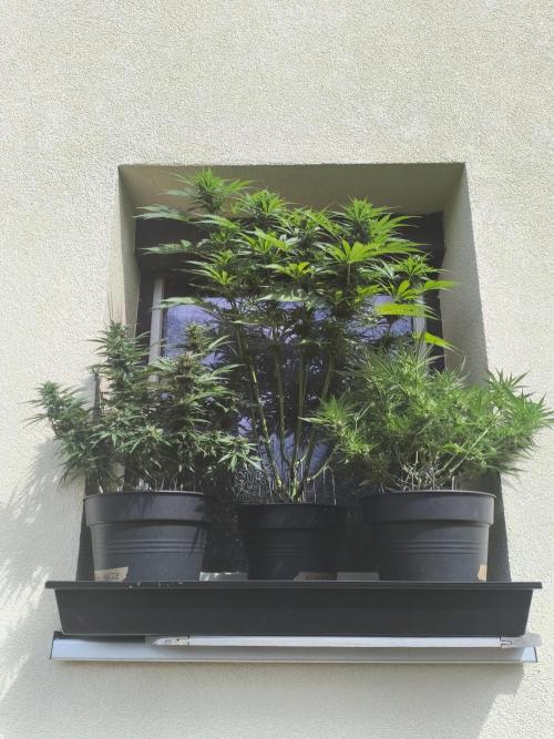 AlienzAuto. Week 11 - center 