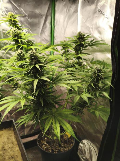 AlienzAuto. Week 12 - 26.06.