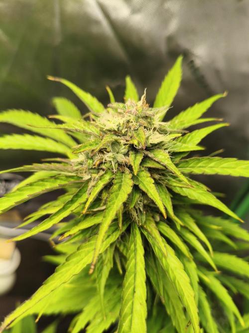 AlienzAuto. Week 12