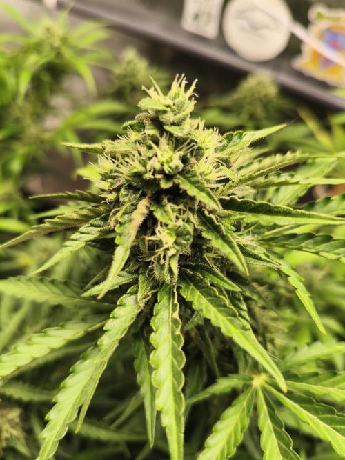 AmnesiaHaze. Week 13