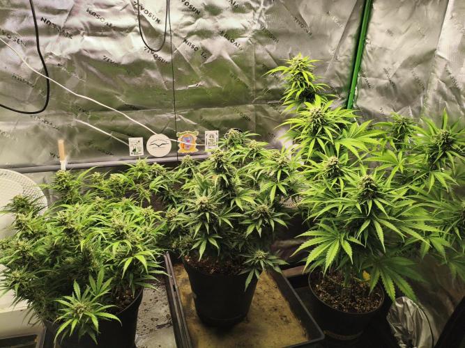 Jack Herer Auto. Week 12