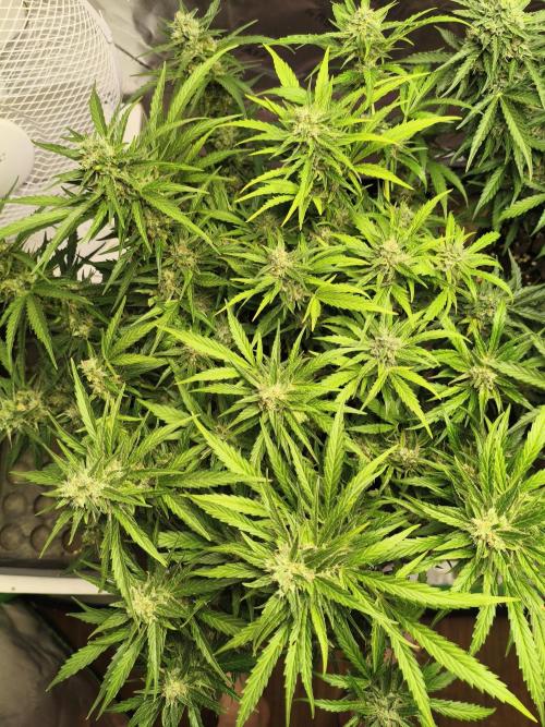 JackHerer. Week 13