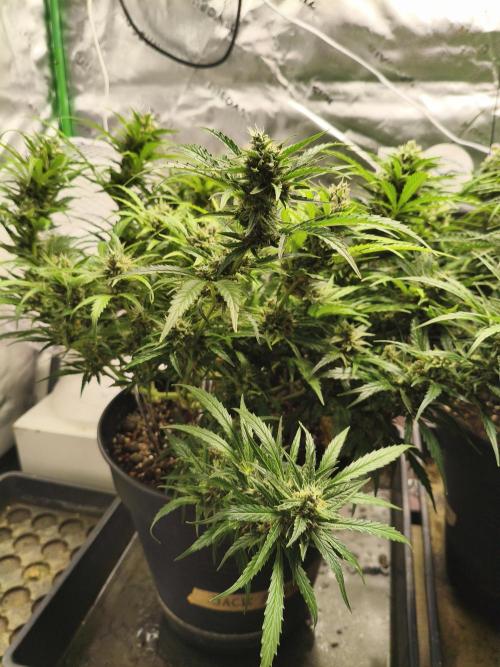 JackHerer. Week 13