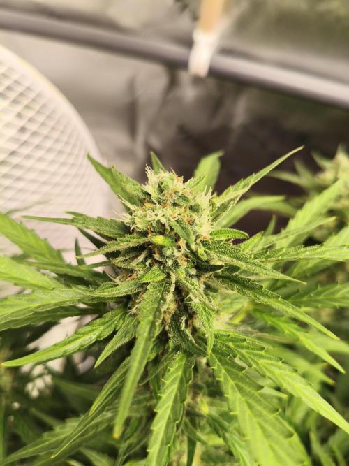 Jack Herer Auto. Week 13