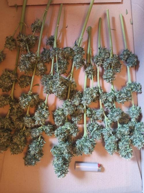 AlienzAuto. Week 13