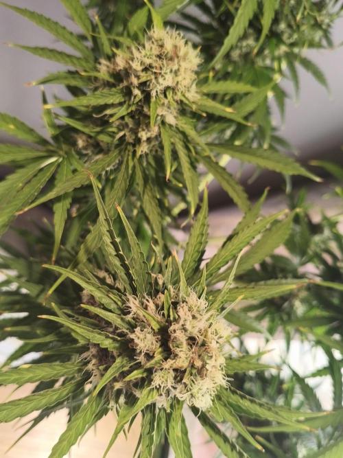 AlienzAuto. Week 13