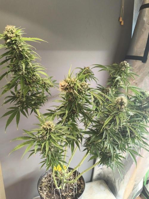 P2500. Week 13