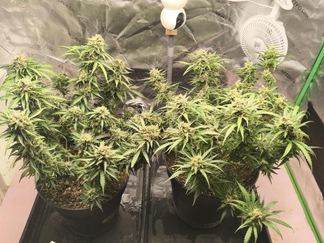 Amnesia Haze Automatic. Week 14