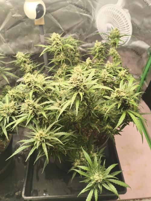 JackHerer. Week 14 - 03.07.