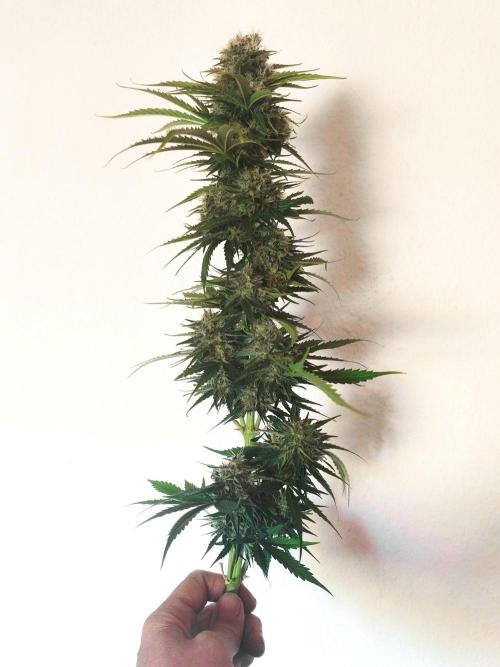 Green House Seed Co. - AlienZ Auto door Xaboo