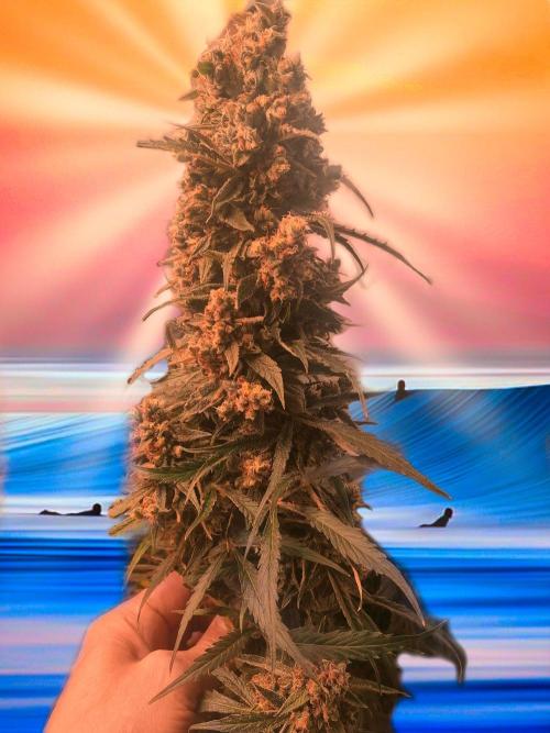Zero Tolerance CBD. Week 13 - CONTEST 4
