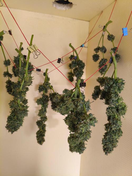AmnesiaHaze. Week 15