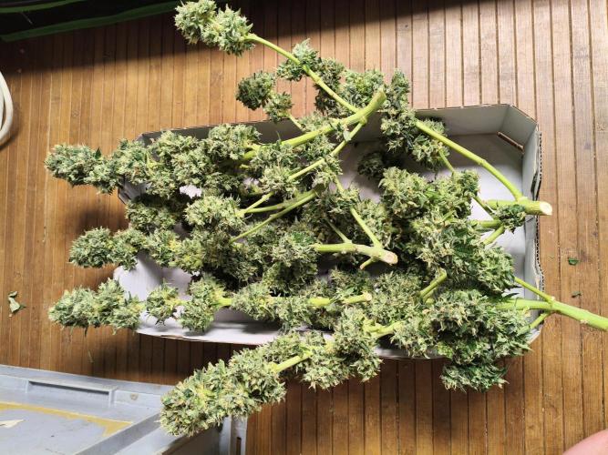 AmnesiaHaze. Week 15