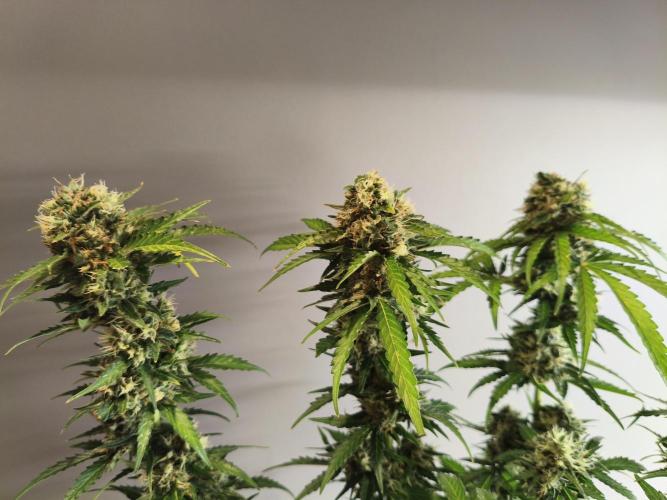 AmnesiaHaze. Week 15
