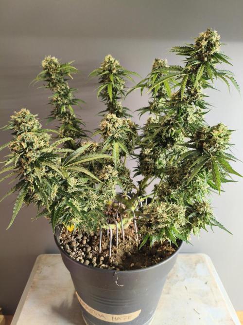 AmnesiaHaze. Week 15 - last pic