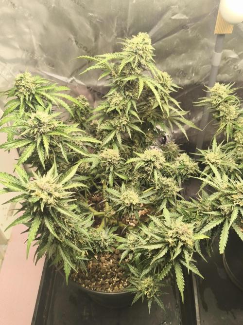 Jack Herer Auto. Week 15