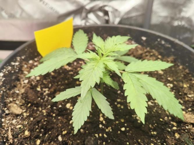 PineappleSlushAuto. Week 1