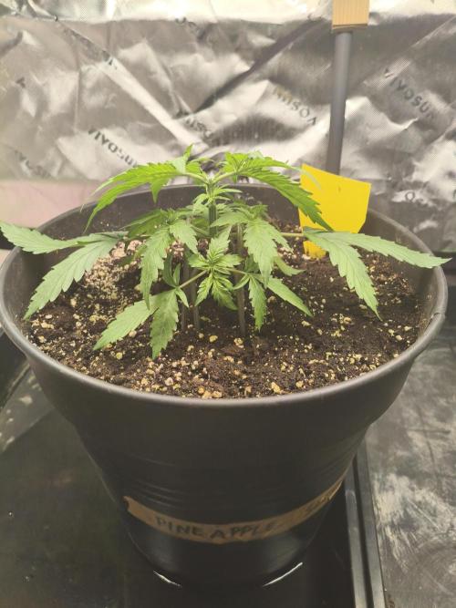 PineappleSlushAuto. Week 2 - 24.07.