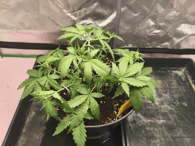 PineappleSlushAuto. Week 3